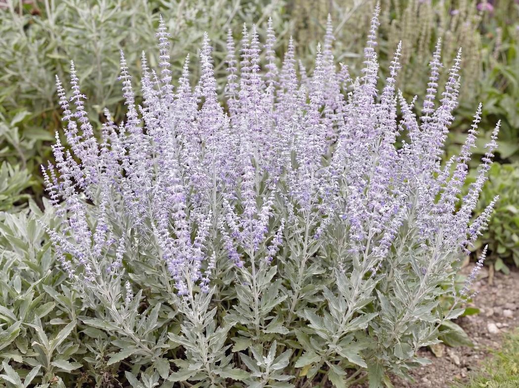 Salvia yangii Little Spire