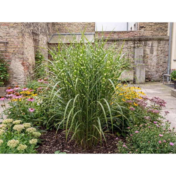 Miscanthus sinensis Strictus