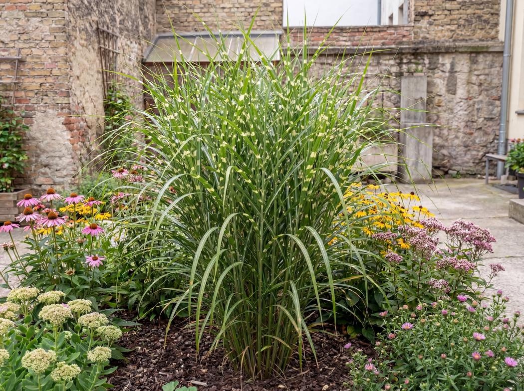 Miscanthus sinensis Strictus