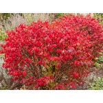 Euonymus alatus