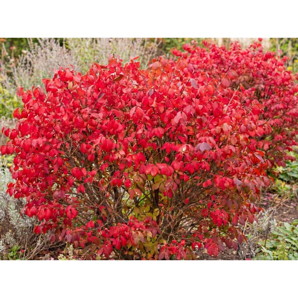 Euonymus alatus