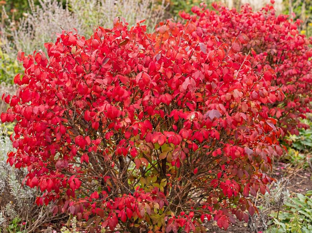 Euonymus alatus