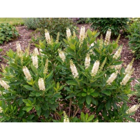 Clethra Alnifolia Sixteen Candles