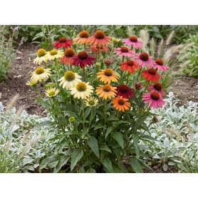 Echinacea hybrida Cheyenne Spirit
