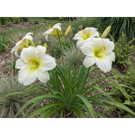 Hemerocallis 'Gentle Shepherd'