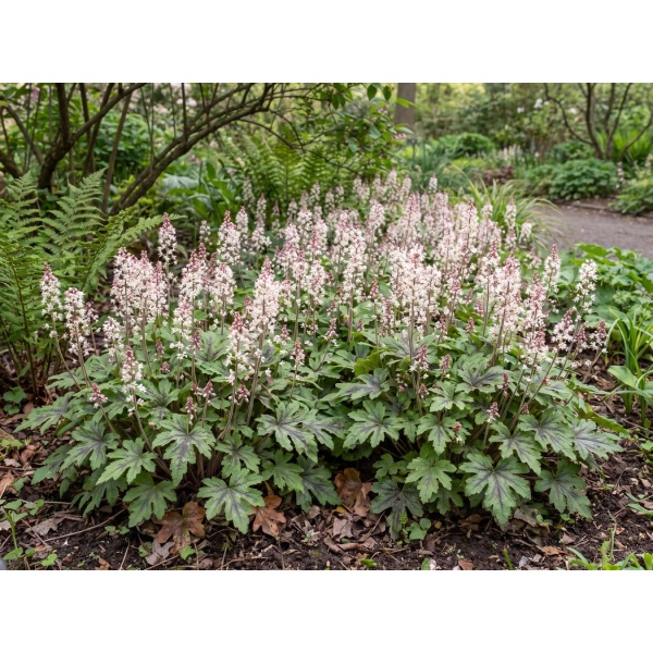 Tiarella Spring Symphony