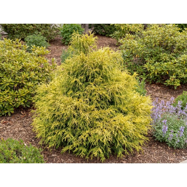Chamaecyparis pisifera Sungold