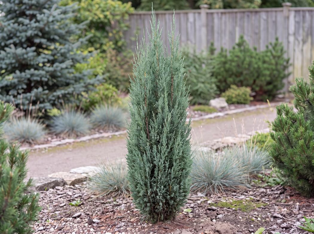 Juniperus scopulorum 'Medora'