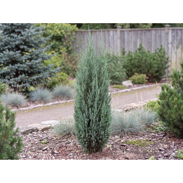 Juniperus scopulorum 'Medora'