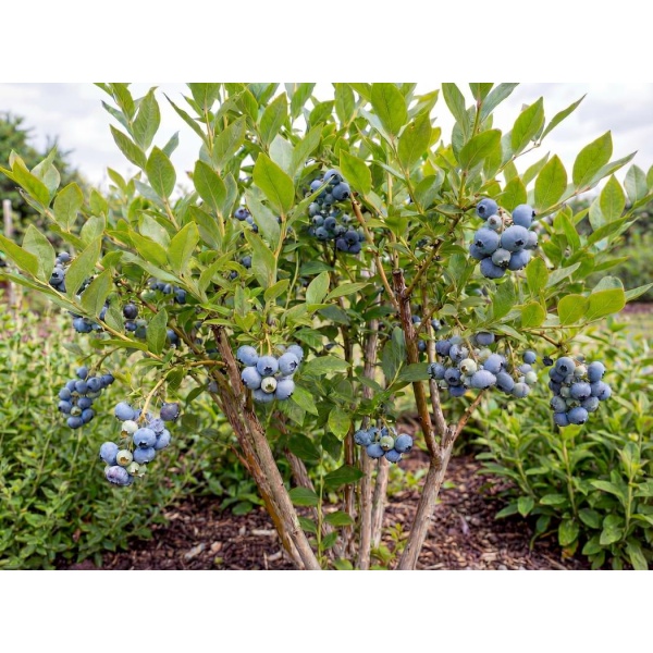 Vaccinium corymbosum Duke
