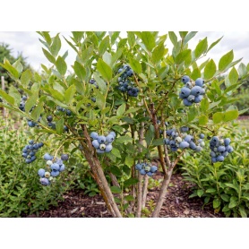 Vaccinium corymbosum Duke