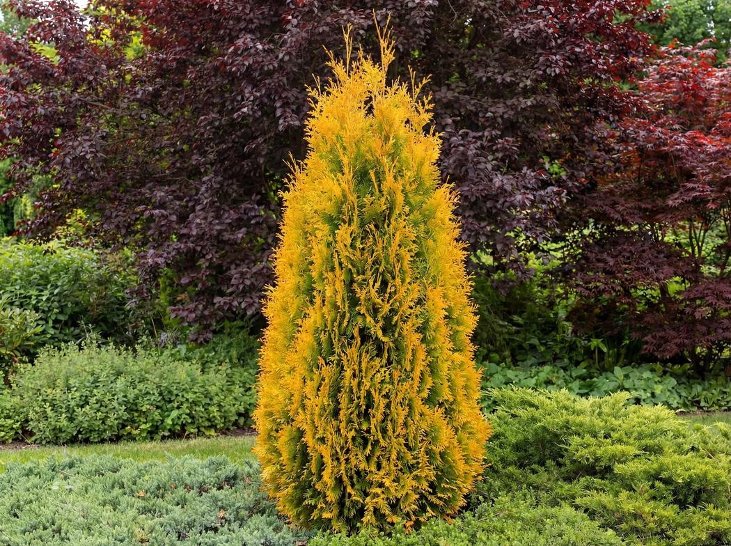 Thuja occidentalis Jantar