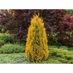 Thuja occidentalis Jantar