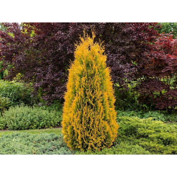Thuja occidentalis Jantar