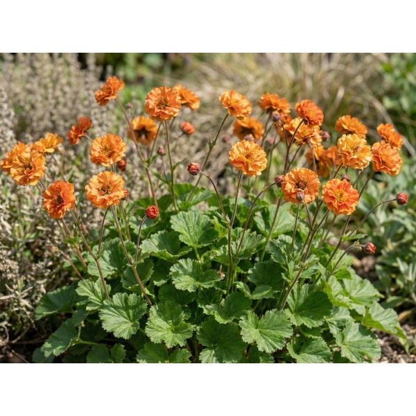 Geum Orange Pumpkin