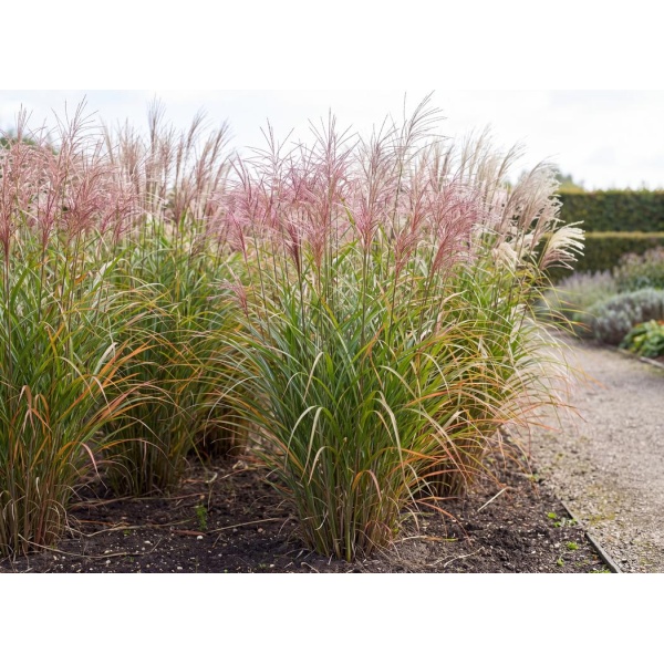 Miscanthus sinensis Nippon