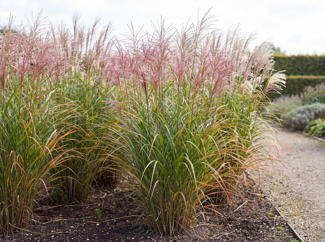 Miscanthus sinensis Nippon