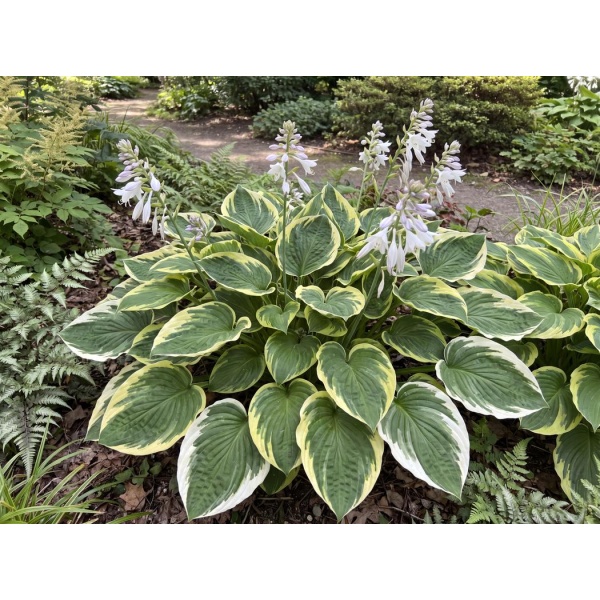 Hosta Brim Cup