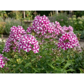 Phlox paniculata Peppermint Twist