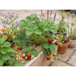 Fragaria ananassa Albion