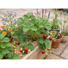 Fragaria ananassa Albion