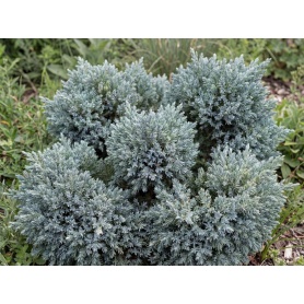 Juniperus squamata Blue Star