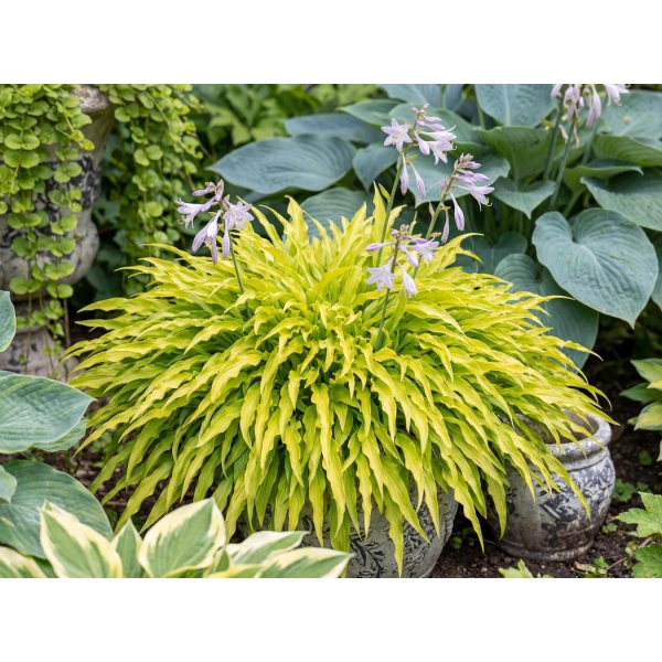 Hosta Curly Fries