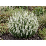 Calluna vulgaris 'Alicia'