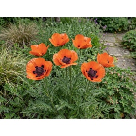 Papaver Oriental Group Allegro