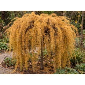Larix decidua Puli