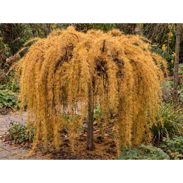 Larix decidua Puli