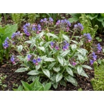 Pulmonaria Spot On