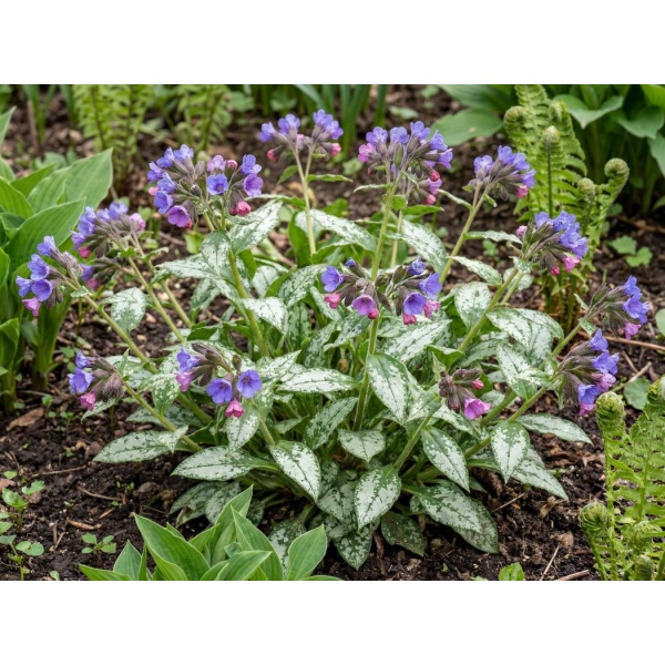 Pulmonaria Spot On