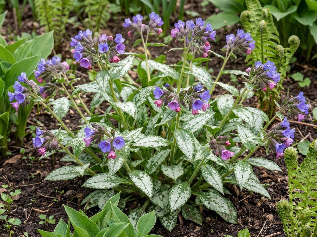 Pulmonaria Spot On
