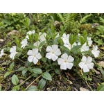 Vinca minor Alba