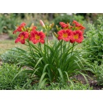 Hemerocallis Red Hot Returns