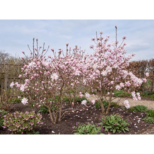 Magnolia stellata Centennial Blush