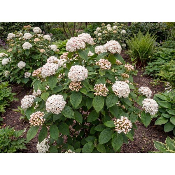 Viburnum Ã— carlcephalum