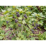 Ribes nidigrolaria