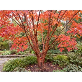 Acer griseum