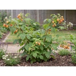Rubus idaeus Fall Gold