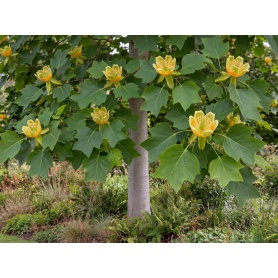 Liriodendron tulipifera