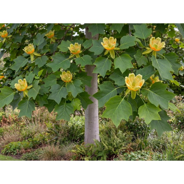 Liriodendron tulipifera