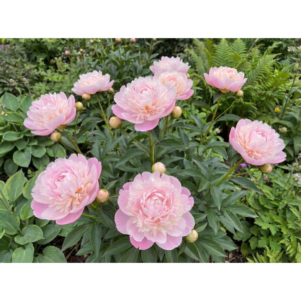Paeonia lactiflora Catharina Fontijn