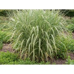 Miscanthus sinensis Variegatus