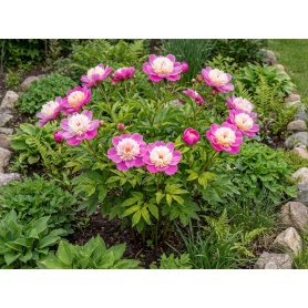 Paeonia lactiflora Bowl of Beauty