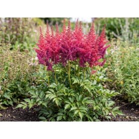 Astilbe Montgomery