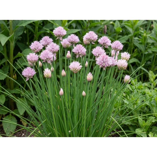Allium schoenoprasum