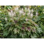 Tiarella Sugar and Spice