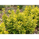 Euonymus fortunei Emerald n Gold